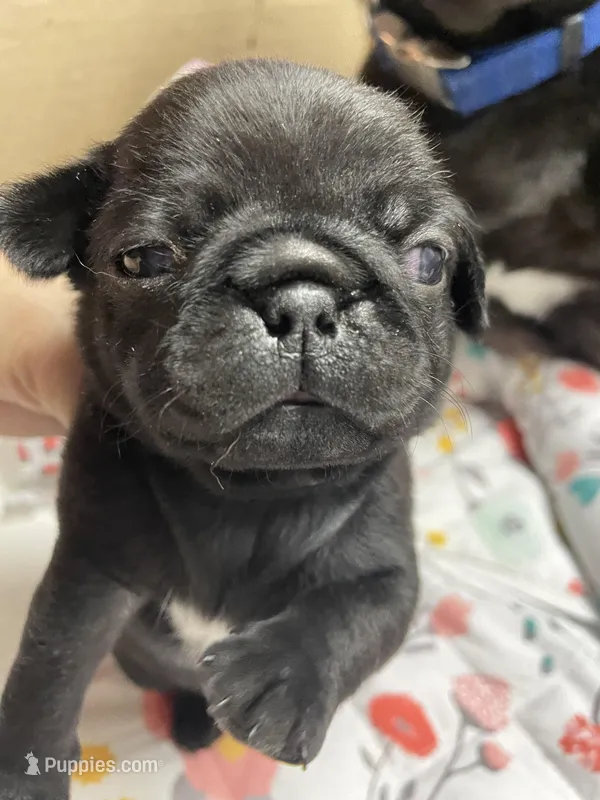 Kohl – Pug puppy for sale in Bryant, IN