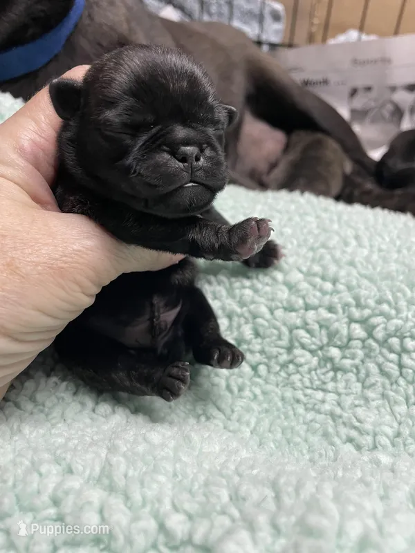 Kohl – Pug puppy for sale in Bryant, IN