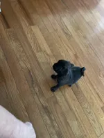 Jade, a female Pug for sale in Bryant, IN – Photo 5 of 7
