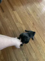 Jade, a female Pug for sale in Bryant, IN – Photo 6 of 7