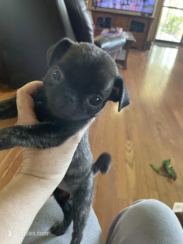 Bitzy – Pug puppy for sale in Bryant, IN
