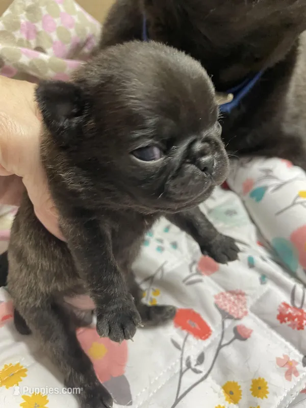 Jade – Pug puppy for sale in Bryant, IN