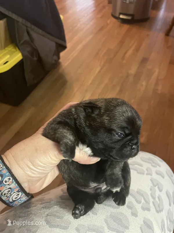 Jade – Pug puppy for sale in Bryant, IN
