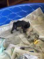 Jade, a female Pug for sale in Bryant, IN – Photo 4 of 7