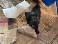 Jade, a female Pug for sale in Bryant, IN – Photo 3 of 7