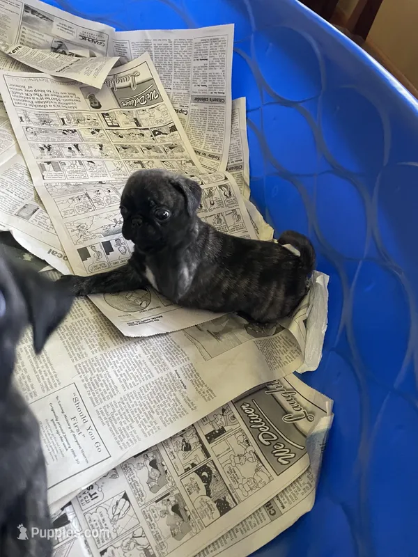 Jade, a female Pug for sale in Bryant, IN – Photo 1 of 7