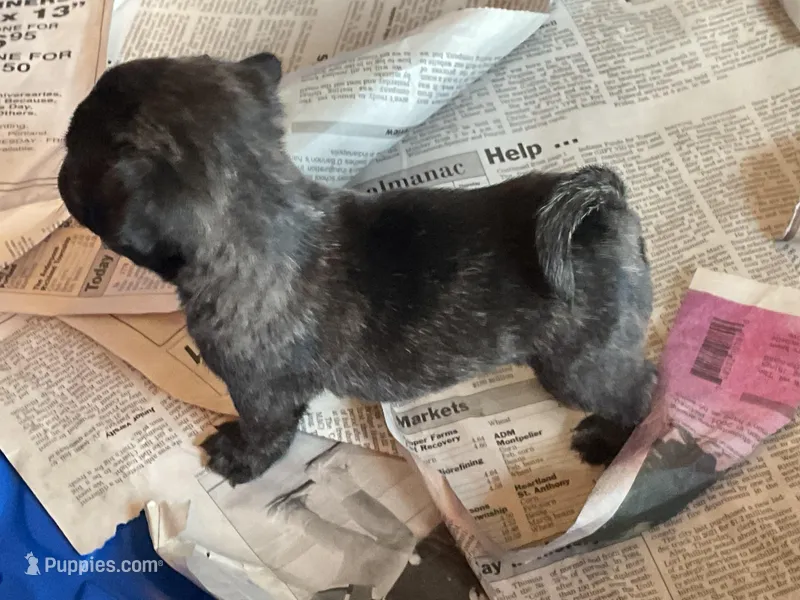 Jade – Pug puppy for sale in Bryant, IN