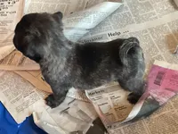 Jade, a female Pug for sale in Bryant, IN – Photo 2 of 7