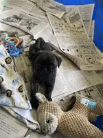 Toby, a male Pug for sale in Bryant, IN – Photo 2 of 7
