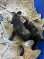 Toby, a male Pug for sale in Bryant, IN – Photo 4 of 7