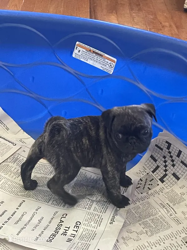 Toby, a male Pug for sale in Bryant, IN – Photo 1 of 7