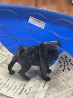 Toby, a male Pug for sale in Bryant, IN – Photo 1 of 7