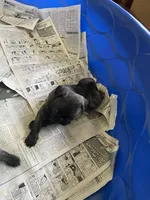 Toby, a male Pug for sale in Bryant, IN – Photo 6 of 7