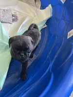 Toby, a male Pug for sale in Bryant, IN – Photo 5 of 7