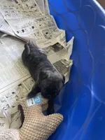 Toby, a male Pug for sale in Bryant, IN – Photo 3 of 7