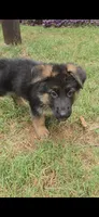 Max, a male German Shepherd Dog for sale in Charlotte, NC – 3 of 3