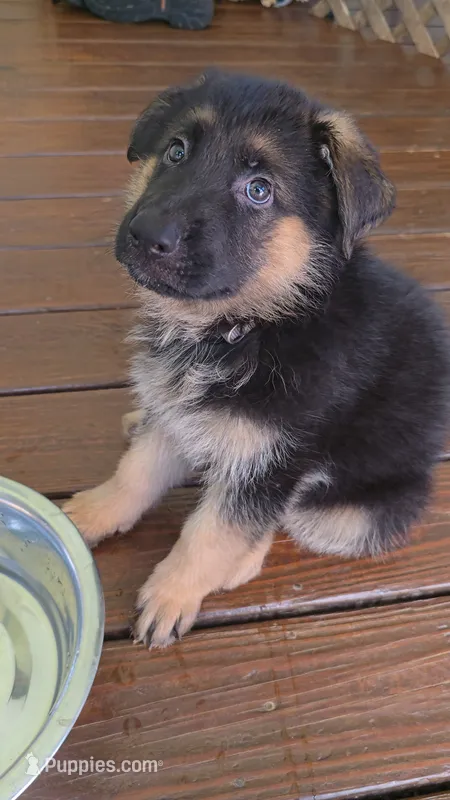 Max – German Shepherd Dog puppy for sale in Charlotte, NC