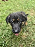 Koda, a male German Shepherd Dog for sale in Charlotte, NC – 4 of 4