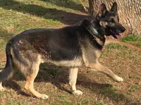 Dakota, a female German Shepherd Dog for sale in Charlotte, NC – Photo 5 of 6