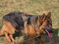 Dakota, a female German Shepherd Dog for sale in Charlotte, NC – Photo 6 of 6