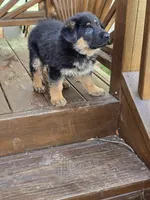 Dakota, a female German Shepherd Dog for sale in Charlotte, NC – Photo 1 of 6
