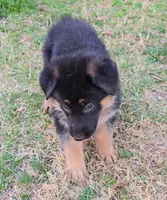 Dakota, a female German Shepherd Dog for sale in Charlotte, NC – Photo 3 of 6