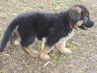 Tiny , a female German Shepherd Dog for sale in Charlotte, NC – Photo 3 of 5