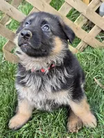 Tiny , a female German Shepherd Dog for sale in Charlotte, NC – Photo 1 of 5