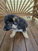 Bear, a male German Shepherd Dog for sale in Charlotte, NC – Photo 2 of 5