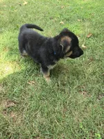  Harley, a male German Shepherd Dog for sale in Charlotte, NC – 4 of 4