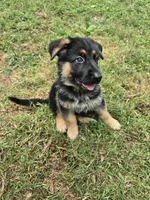  Harley, a male German Shepherd Dog for sale in Charlotte, NC – 3 of 4
