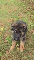 Max, a male German Shepherd Dog for sale in Charlotte, NC – 2 of 3