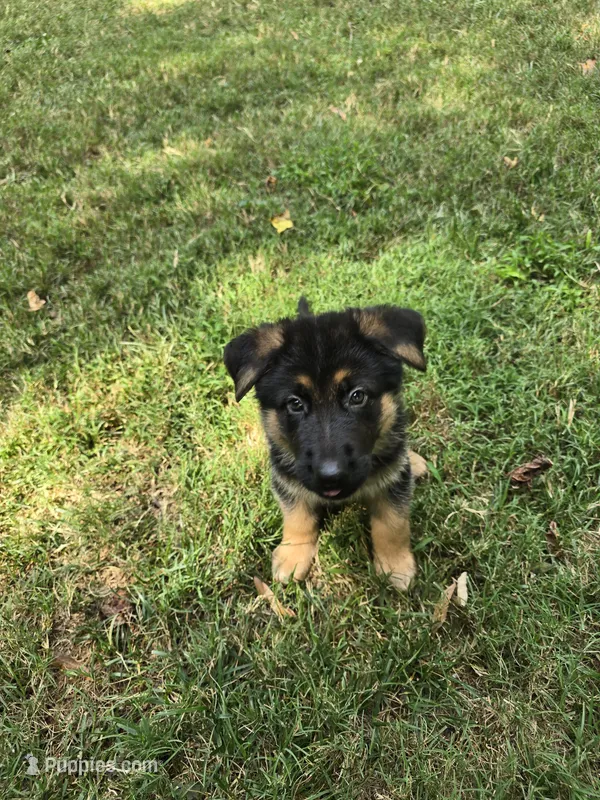  Harley – German Shepherd Dog puppy for sale in Charlotte, NC