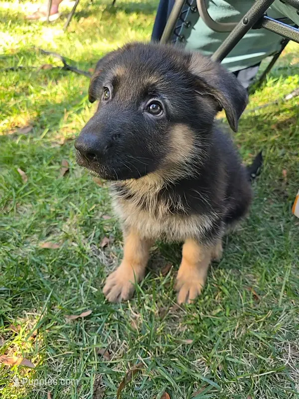 Max – German Shepherd Dog puppy for sale in Charlotte, NC