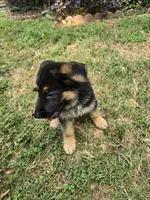  Harley, a male German Shepherd Dog for sale in Charlotte, NC – 2 of 4