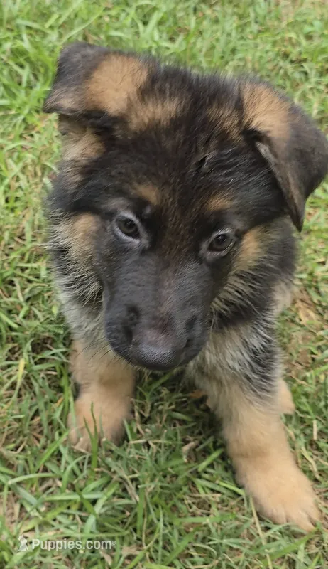 Max – German Shepherd Dog puppy for sale in Charlotte, NC