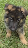 Max, a male German Shepherd Dog for sale in Charlotte, NC – 1 of 3