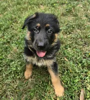 Koda, a male German Shepherd Dog for sale in Charlotte, NC – 3 of 4