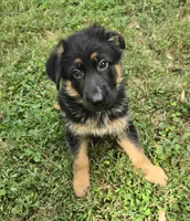 Koda, a male German Shepherd Dog for sale in Charlotte, NC – 2 of 4