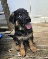 Koda, a male German Shepherd Dog for sale in Charlotte, NC – 1 of 4