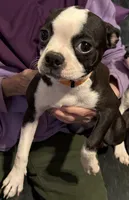Autumn, a female Boston Terrier for sale in Woodstock, GA – 3 of 3