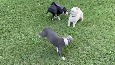 Dusty, a female Boston Terrier for sale in Woodstock, GA – 4 of 4