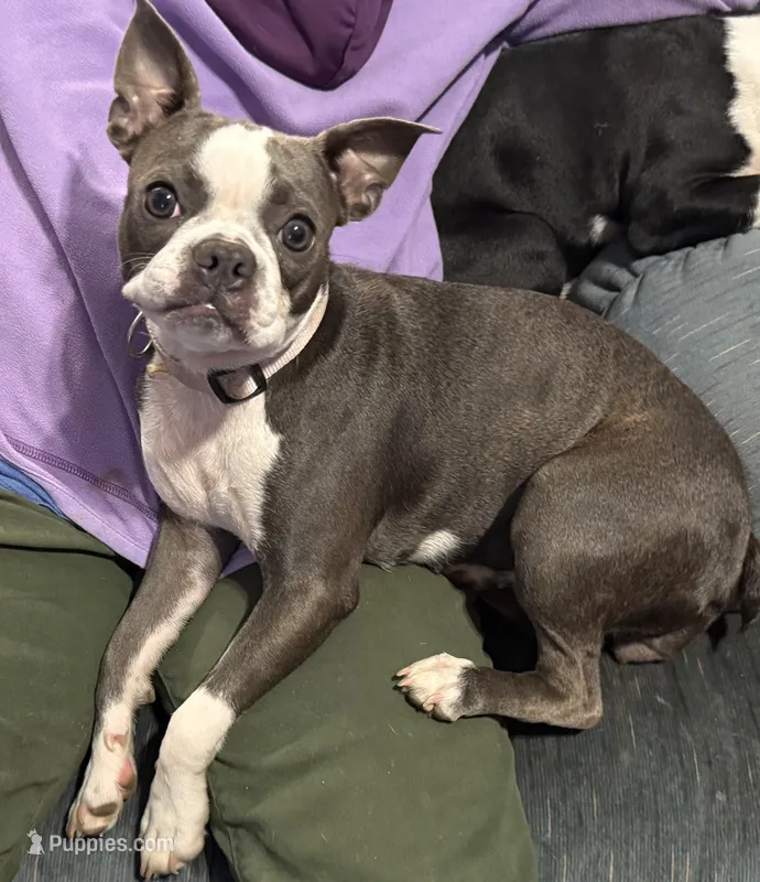Dusty – Boston Terrier puppy for sale in Woodstock, GA