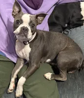 Dusty, a female Boston Terrier for sale in Woodstock, GA – 1 of 4