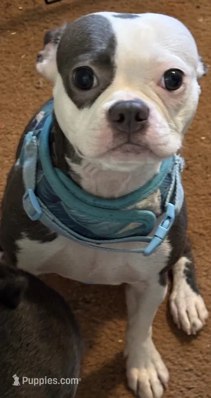 Sassy – Boston Terrier puppy for sale in Woodstock, GA