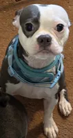 Sassy, a female Boston Terrier for sale in Woodstock, GA – 1 of 3