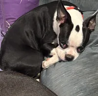 Rose, a female Boston Terrier for sale in Woodstock, GA – 2 of 2