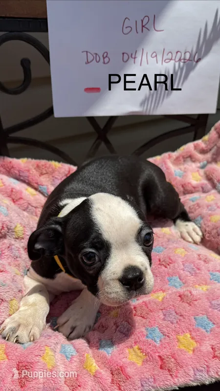 Pearl – Boston Terrier puppy for sale in Woodstock, GA