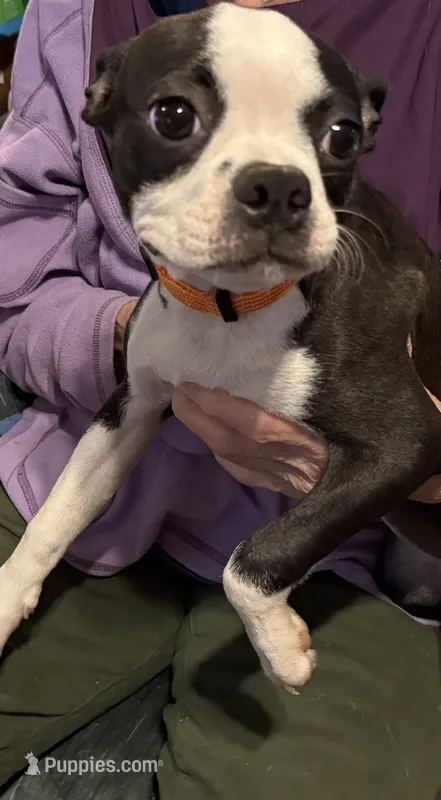Autumn – Boston Terrier puppy for sale in Woodstock, GA