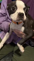 Autumn, a female Boston Terrier for sale in Woodstock, GA – 1 of 3